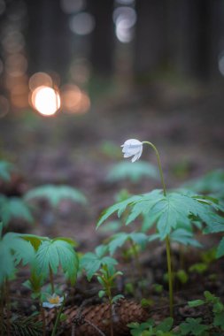 Vahşi beyaz orman çiçeği Günbatımında Anemona