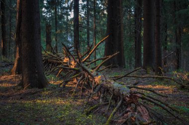 Çam ağacının düşen gövdesi, eski kozalaklı karanlık ormandaki güneş ışınlarıyla aydınlanır.