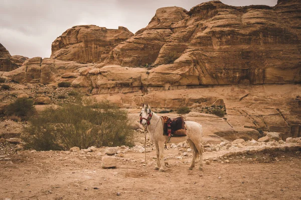Vacker Vit Häst Den Nationella Selen Beduinerna Mot Klipporna Den — Stockfoto