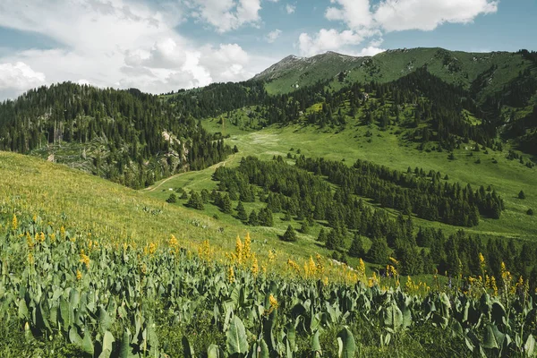 哈萨克斯坦阿拉木图市附近的Kok Jailau高原 黄花盛开于高山的草地和牧场上 — 图库照片