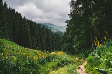 Ormanın içindeki dağlarda dar bir yol, kasvetli ve bulutlu bir günde mistik bir atmosferde