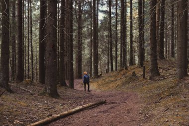 Kadınlar, ladin ormanlarında sonbaharda büyük ağaçların arasında yürürler.