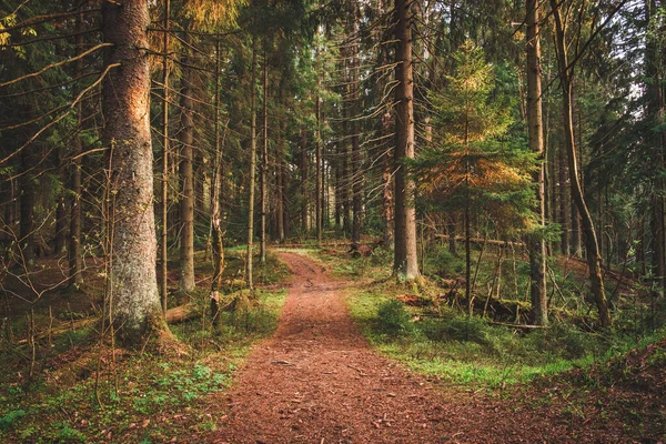 Vandringsled Solig Granskog — Stockfoto