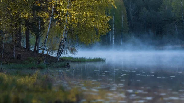 Lac Brumeux Dans Une Forêt Bouleaux Été Tôt Matin — Photo