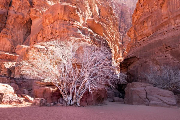 Kaunis Puu Valkoinen Runko Klo Kanjoni Wadi Rommi Autiomaassa — kuvapankkivalokuva