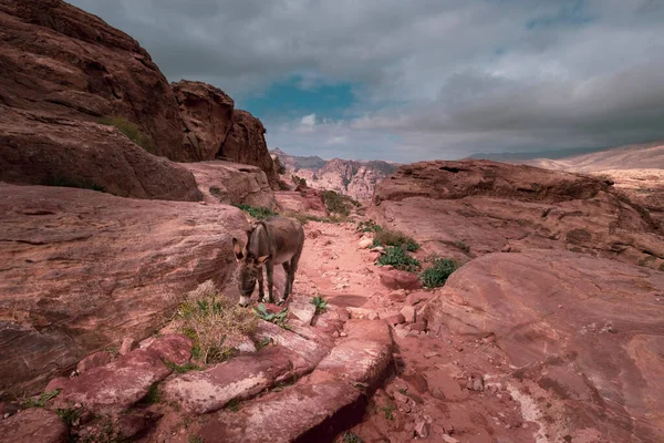 Ładny Osioł Wypasu Czerwonych Górach Mieście Petra Jordan — Zdjęcie stockowe