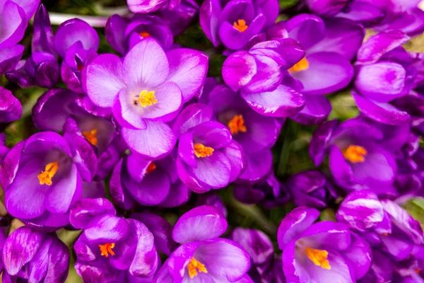 Crocus (çoğul krokus), göz familyasından çiçekli bir bitki cinsidir. Tek bir krokus, bir avuç timsah, timsah dolu bir çayır, yakın plan krukus.
