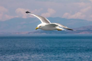 Avrupa ringa martı, Atina, Yunanistan yakınındaki Ege Denizi'nin kıyılarında yaz aylarında uçan martı (Larus argentatus)