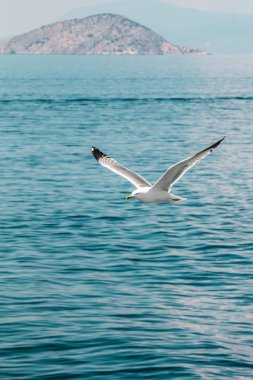 Avrupa ringa martı, Atina, Yunanistan yakınındaki Ege Denizi'nin kıyılarında yaz aylarında uçan martı (Larus argentatus)