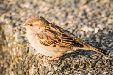 Kadın ev serçe Passer domesticus familyasından bir kuş serçe ailesinin Passeridae, dünyanın birçok yerinde bulundu