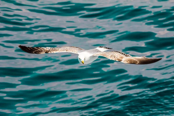 Gaivota Europeia Arenque Gaivota Larus Argentatus Voando Verão Longo Das — Fotografia de Stock