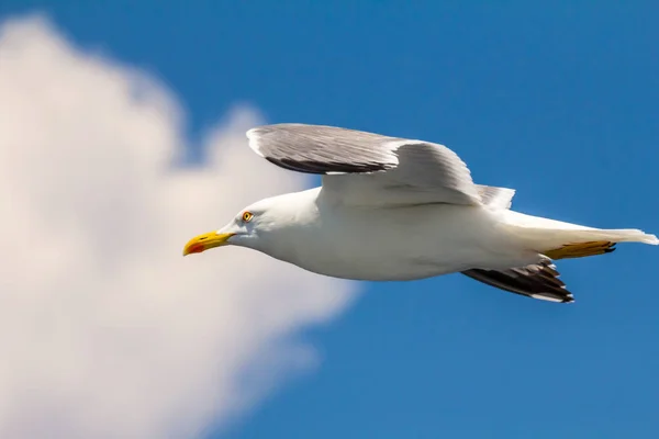 Gaivota Europeia Arenque Gaivota Larus Argentatus Voando Verão Longo Das — Fotografia de Stock