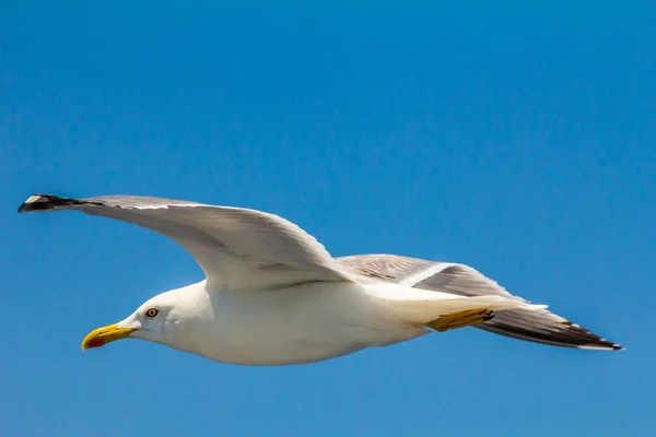 Gaivota Europeia Arenque Gaivota Larus Argentatus Voando Verão Longo Das — Fotografia de Stock