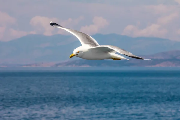 Gaivota Europeia Arenque Gaivota Larus Argentatus Voando Verão Longo Das — Fotografia de Stock