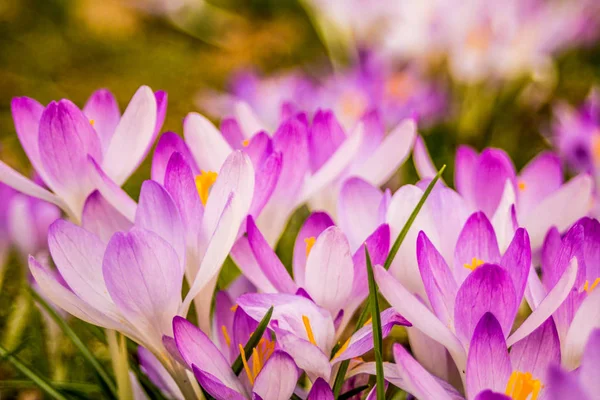 Krokus Plural Krokus Eller Krokus Ett Släkte Blommande Xter Iris — Stockfoto