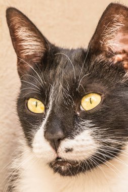 Yakın çekim sokak kedi portre Avrupa stenografi doğurmak 