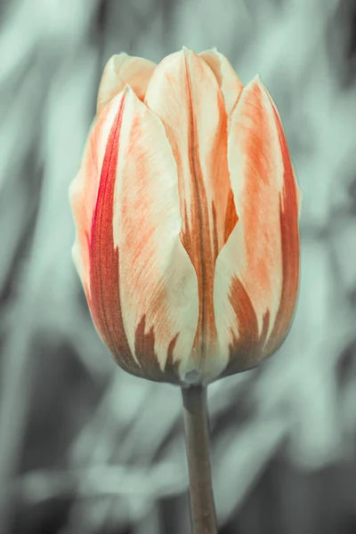 Tulipanes Tulipa Floreciendo Primavera Teñidos Con Una Amplia Variedad Colores —  Fotos de Stock