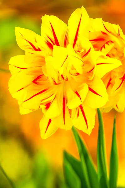 Lale, bahar zaman çiçeklenme tulipa çok çeşitli renkleri ile boyalı