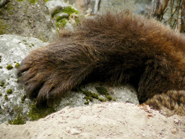Zbliżenie Brown Bear Paw Leżącego Między Skałami Góry Riła Bułgaria — Zdjęcie stockowe