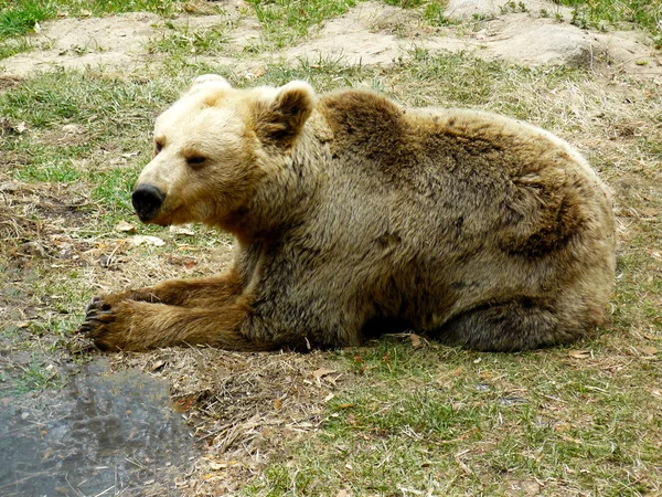 Urso Pardo Ursus Arctoslying Chão Rila Mountain Bulgária — Fotografia de Stock