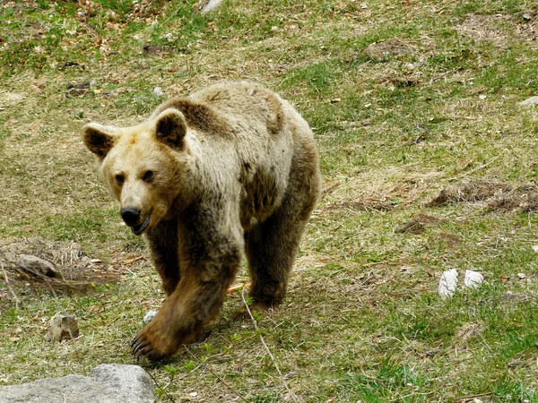 Καφέ Αρκούδα Ursus Arctos Στο Βουνό Ρίλα Βουλγαρία — Φωτογραφία Αρχείου