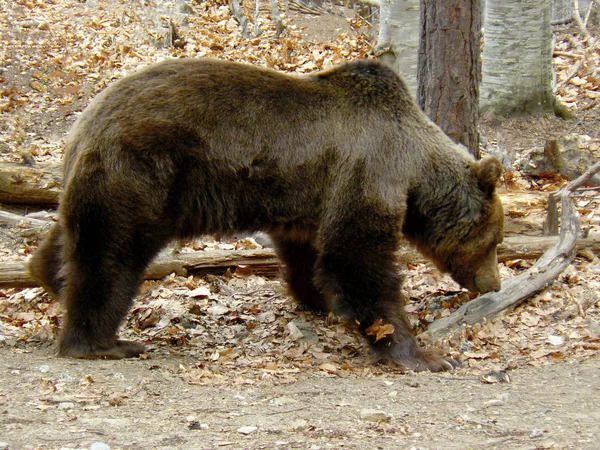 Brunbjörnen Ursus Arctos Rilabergen Bulgarien — Stockfoto