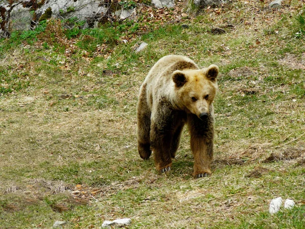 Urso Pardo Ursus Arctos Rila Mountain Bulgária — Fotografia de Stock