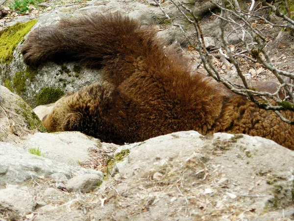 Καφέ Αρκούδα Ursus Arctoslying Ανάμεσα Στα Βράχια Στο Βουνό Ρίλα — Φωτογραφία Αρχείου