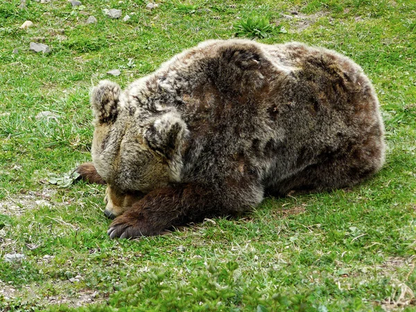 Καφέ Αρκούδα Ursus Arctoslying Στο Έδαφος Στο Βουνό Ρίλα Βουλγαρία — Φωτογραφία Αρχείου