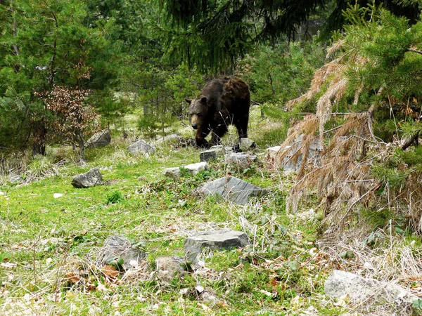 Urso Pardo Ursus Arctos Rila Mountain Bulgária — Fotografia de Stock