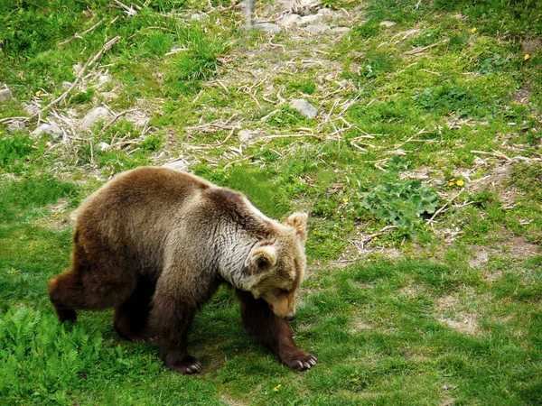 Niedźwiedź Brunatny Ursus Arctos Góry Riła Bułgaria — Zdjęcie stockowe