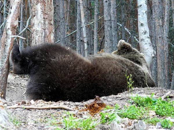 Urso Pardo Ursus Arctoslying Sob Pinheiros Rila Mountain Bulgária — Fotografia de Stock