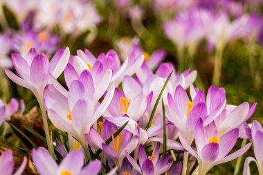 Crocus (çoğul krokus), göz familyasından çiçekli bir bitki cinsidir. Tek bir krokus, bir avuç timsah, timsah dolu bir çayır, yakın plan krukus.