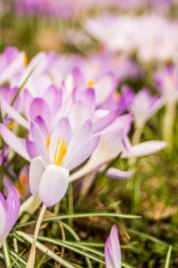 Crocus (çoğul krokus), göz familyasından çiçekli bir bitki cinsidir. Tek bir krokus, bir avuç timsah, timsah dolu bir çayır, yakın plan krukus.