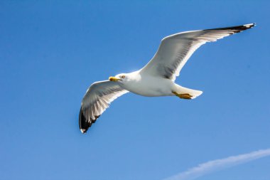 Avrupa ringa martı, Atina, Yunanistan yakınındaki Ege Denizi'nin kıyılarında yaz aylarında uçan martı (Larus argentatus)