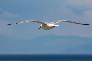 Avrupa ringa martı, Atina, Yunanistan yakınındaki Ege Denizi'nin kıyılarında yaz aylarında uçan martı (Larus argentatus)
