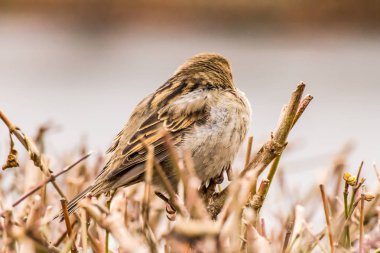 Kadın ev serçe Passer domesticus familyasından bir kuş serçe ailesinin Passeridae, dünyanın birçok yerinde bulundu