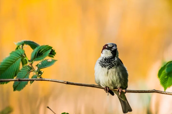 Erkek Evi Serçe Passer Domesticus Familyasından Bir Kuş Serçe Ailesinin — Stok fotoğraf