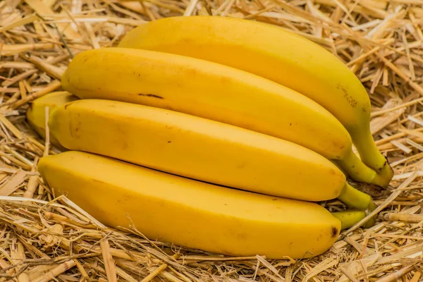 Organik muz latin musa, vitamin B-6, manganez, C vitamini, bakır, lif, potasyum içeren tüm insanlar için sağlıklı mısın. Muz meyve doğal hasır zemin üzerine