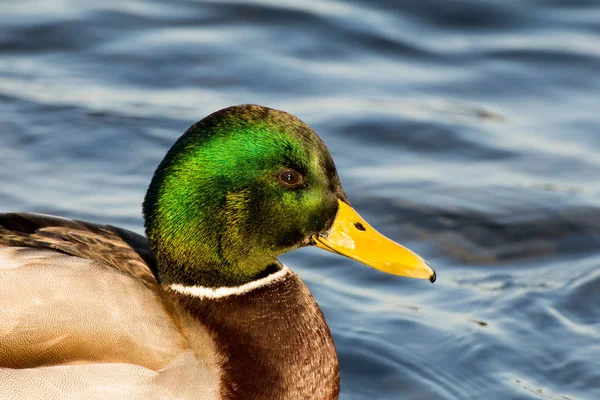 Manliga Gräsand Eller Vildanden Anas Platyrhynchos Närbild — Stockfoto