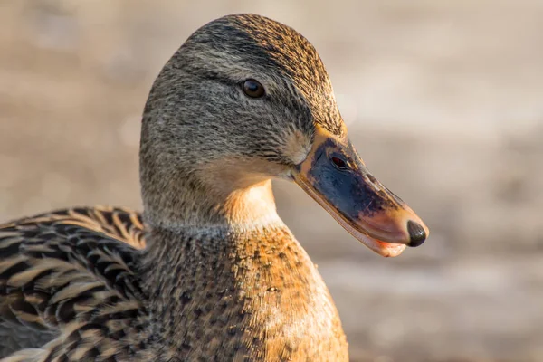 Kvinnliga Gräsand Eller Vildanden Anas Platyrhynchos Närbild — Stockfoto