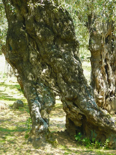 Zeytin ağaçları. Asırlık zeytin ağacı ile Akdeniz zeytin ağacı orman. Olea europaea 