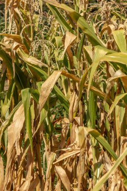 Organik yeşil mısır bitkiler, Zea mays çiçeklenme