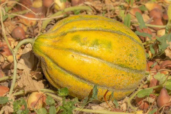 Dosyalanmış üzerinde büyüyen organik olgun sarı kavun Cucumis melo