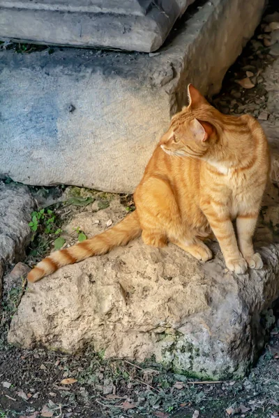 Close-up street cat portrait — Stock Photo, Image