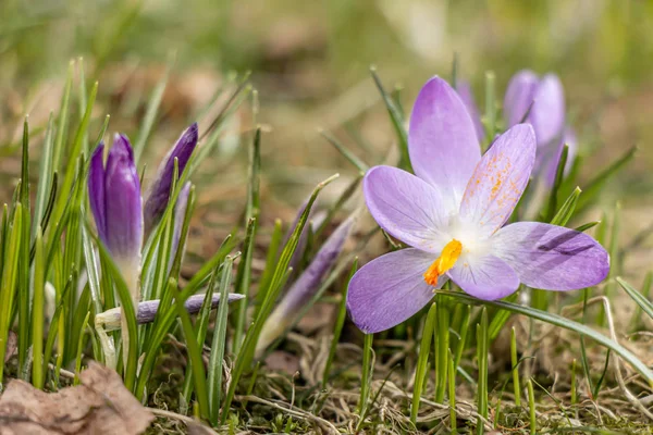 Skład krokusa, krokusów mnogich lub krokodyli — Zdjęcie stockowe