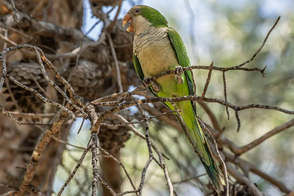 Perroquet vert, Perruche moine, Myiopsitta monachus, Perroquet quaker — Photo