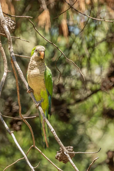 Green parrot, Monk parakeet, Myiopsitta monachus, Quaker parrot