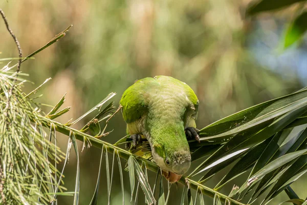 Perroquet vert, Perruche moine, Myiopsitta monachus, Perroquet quaker — Photo