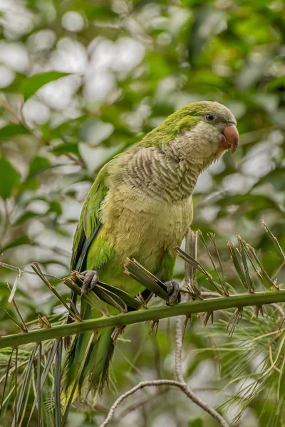 Green parrot, Monk parakeet, Myiopsitta monachus, Quaker parrot